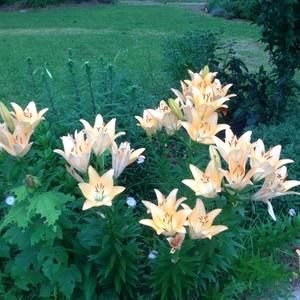 Meet your Posher, Cynthia